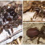 Atypus da parede