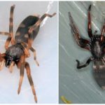 Aranha de cauda branca