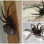 Labah-labah rumah hitam