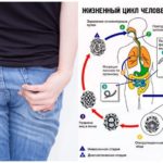 Ciclo de vida da lombriga humana