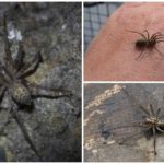 Aranha da casa (Tegenaria domestica)