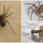 Aranha da casa (Tegenaria domestica)