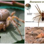 Pernas de aranha