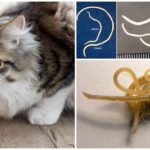 Toxocara do gato