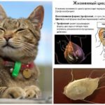 Giardia em gatos
