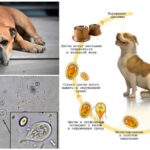 Giardia em cães