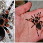 Tarantula labah-labah Mexico