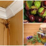 Técnicas de Combate às Aranhas Folclóricas
