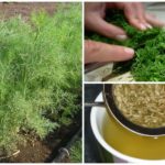 Infusão de endro e cominho de Giardia