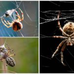 Aranha tece uma teia