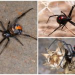 Karakurt de aranha
