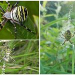 Vespa-aranha ou Argiope Brunnich