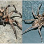 Tarantula labah-labah