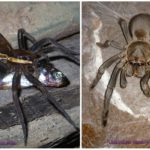 Aranhas austrália