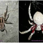 Aranhas austrália