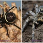 Aranhas da Crimeia