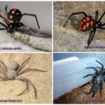 Aranhas venenosas