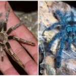 Tarântula de aranha
