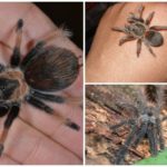 Tarântula de aranha
