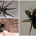 Aranha funil