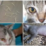 Sinais de Ascaridíase em Gatos