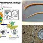 O ciclo de vida do parasita