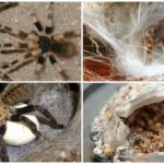 Pembiakan tarantula