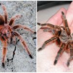 Tarantula merah jambu Chile
