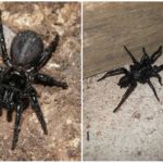 Leucopautina de Sydney