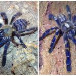 Tarantula labah-labah biru
