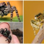 Skuter atau Spider Melompat
