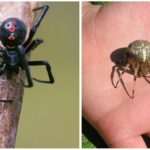 Pernas de aranha