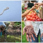 Formas de infecção por ascaridíase