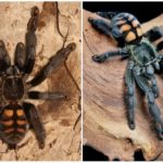 Tarantula harimau