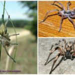 Aranhas venenosas