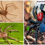 Aranhas venenosas