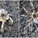 Tarantula Rusia Selatan