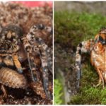 Tarantula Rusia Selatan